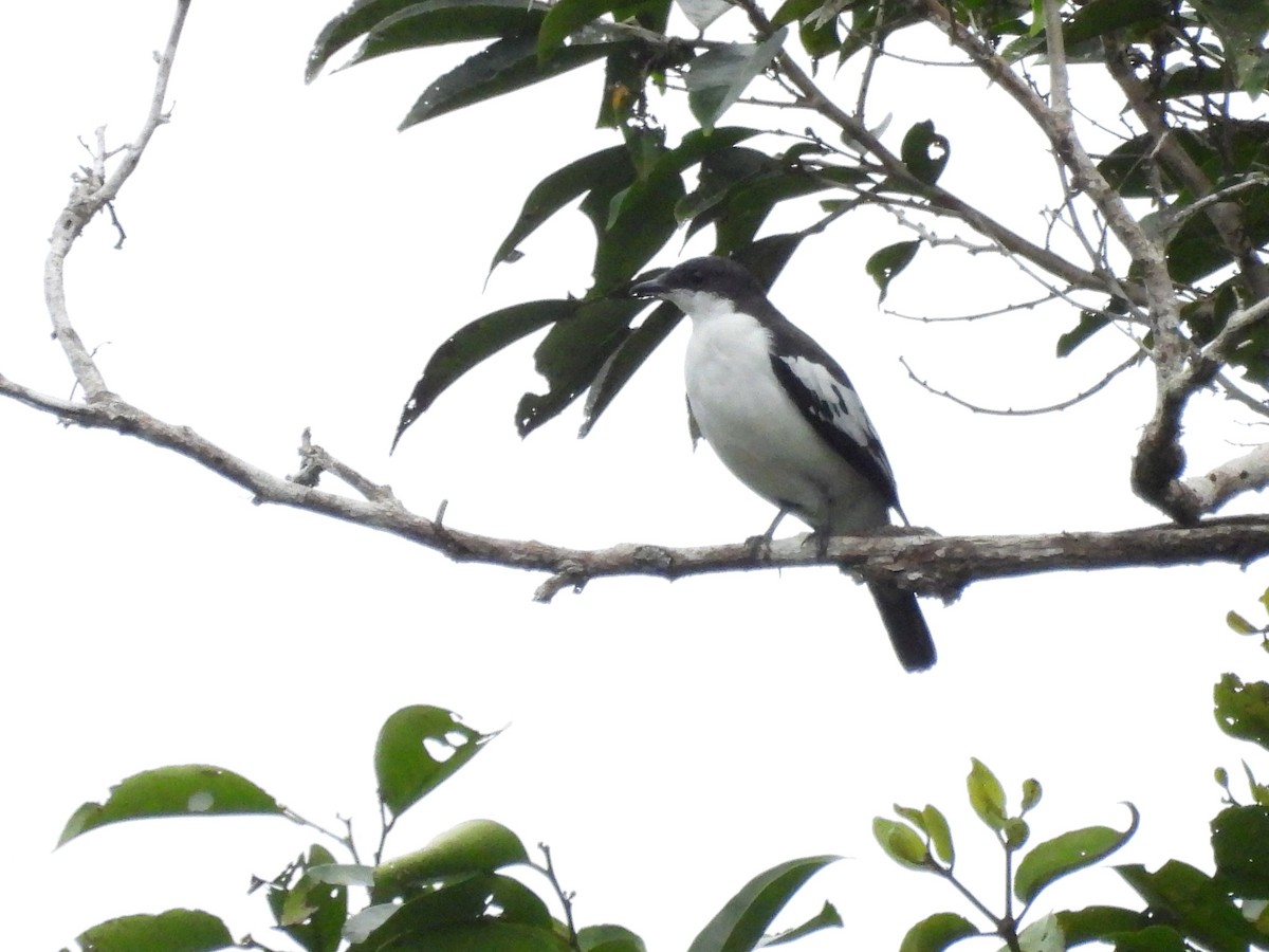 Black-browed Triller (Biak) - Mark Smiles