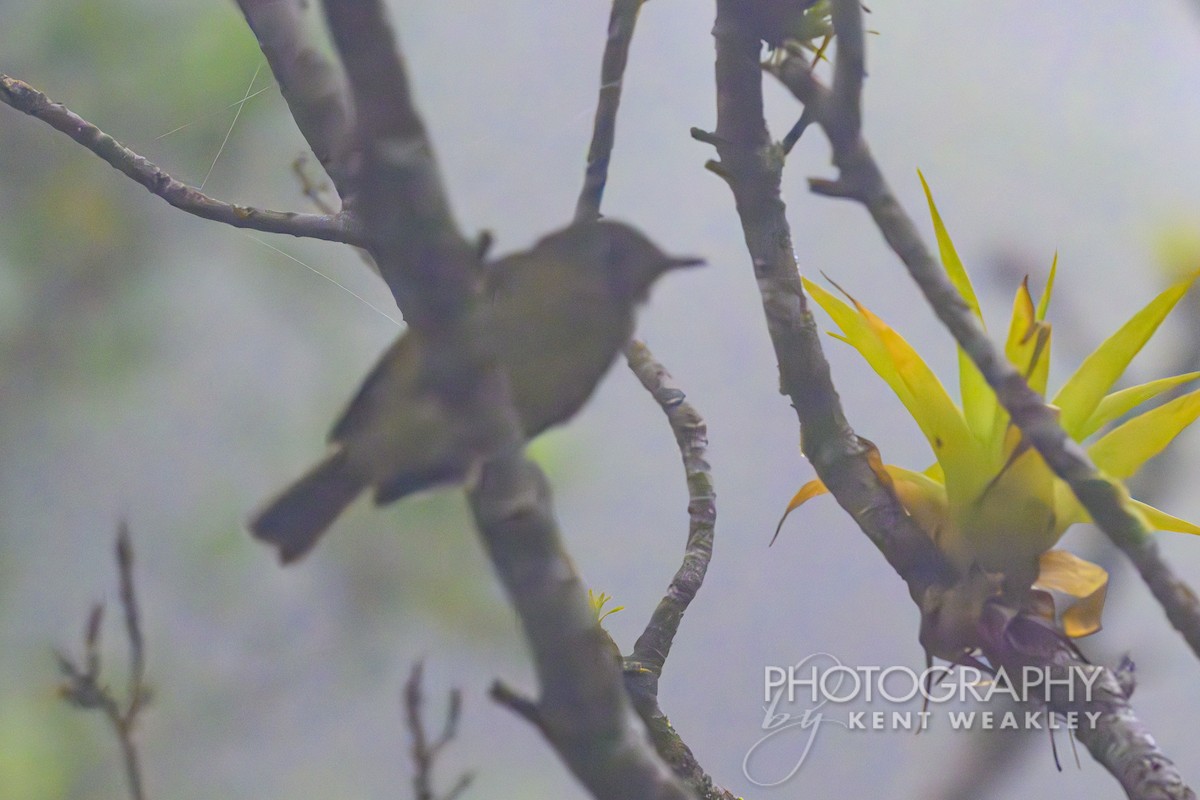 Olive-streaked Flycatcher - ML622468430