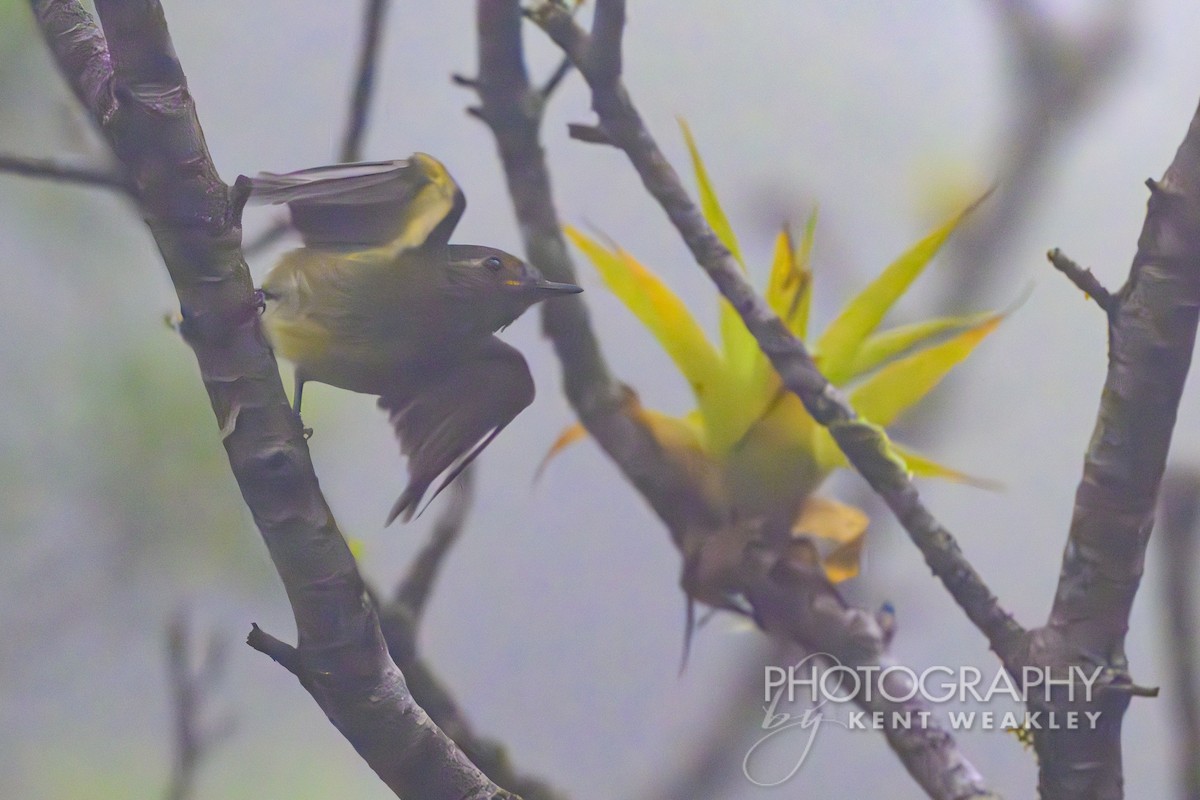 Olive-streaked Flycatcher - ML622468431