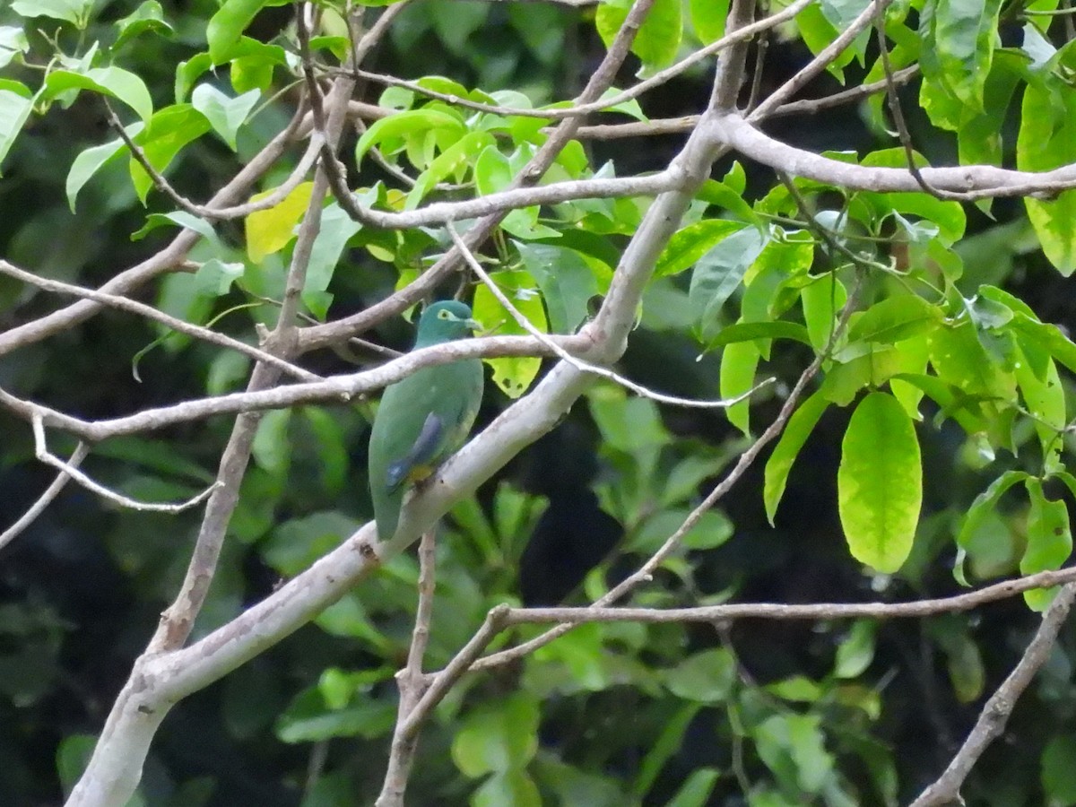 Geelvink Fruit-Dove - ML622468432