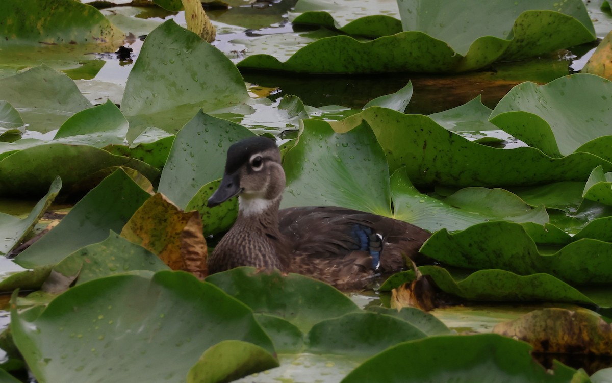 Canard branchu - ML622468441