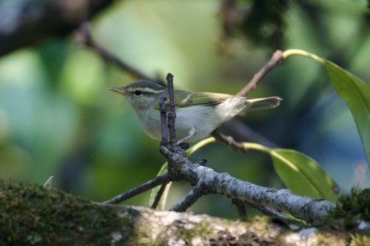 Blyth's Leaf Warbler - ML622468530