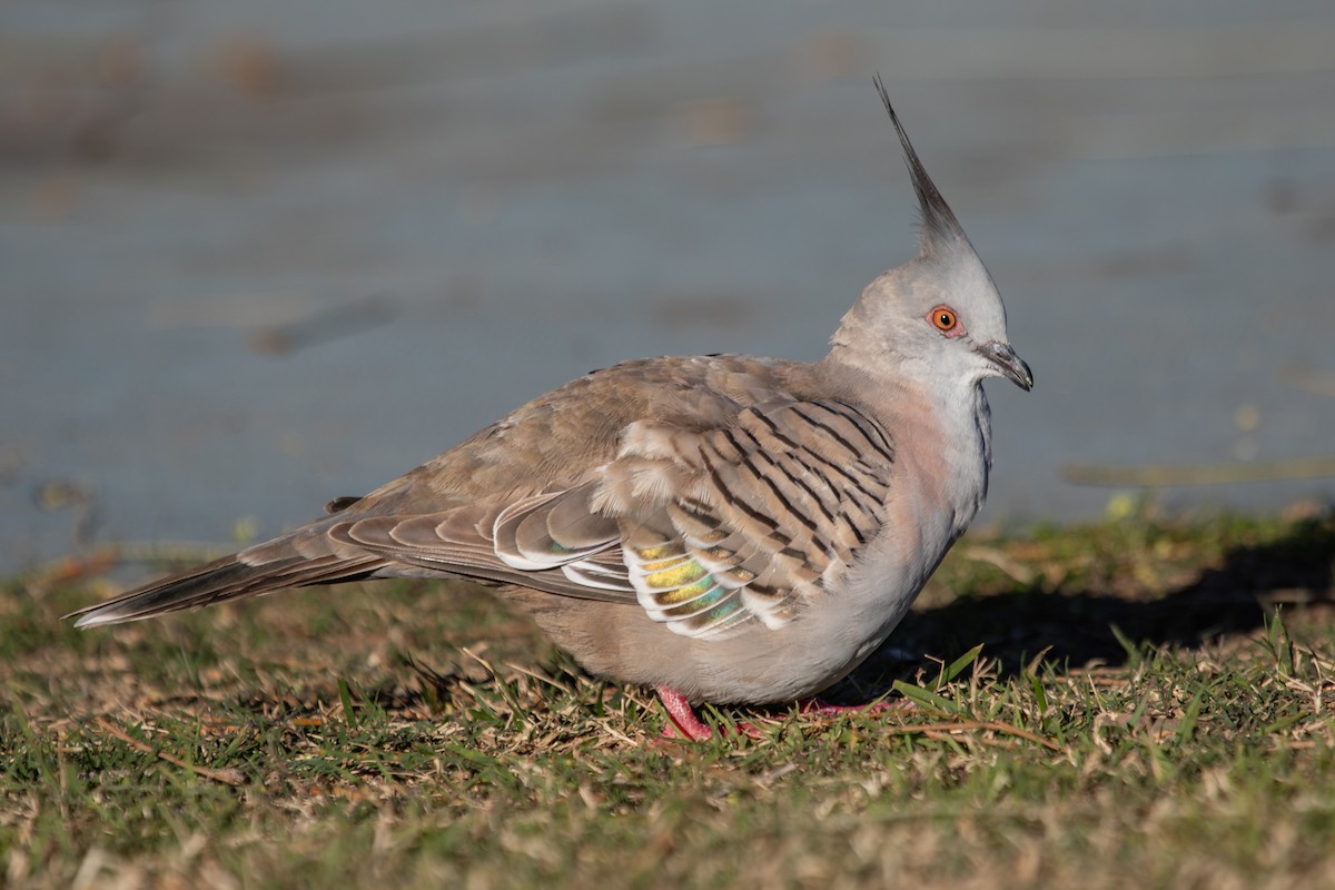 Crested Pigeon - ML622468537