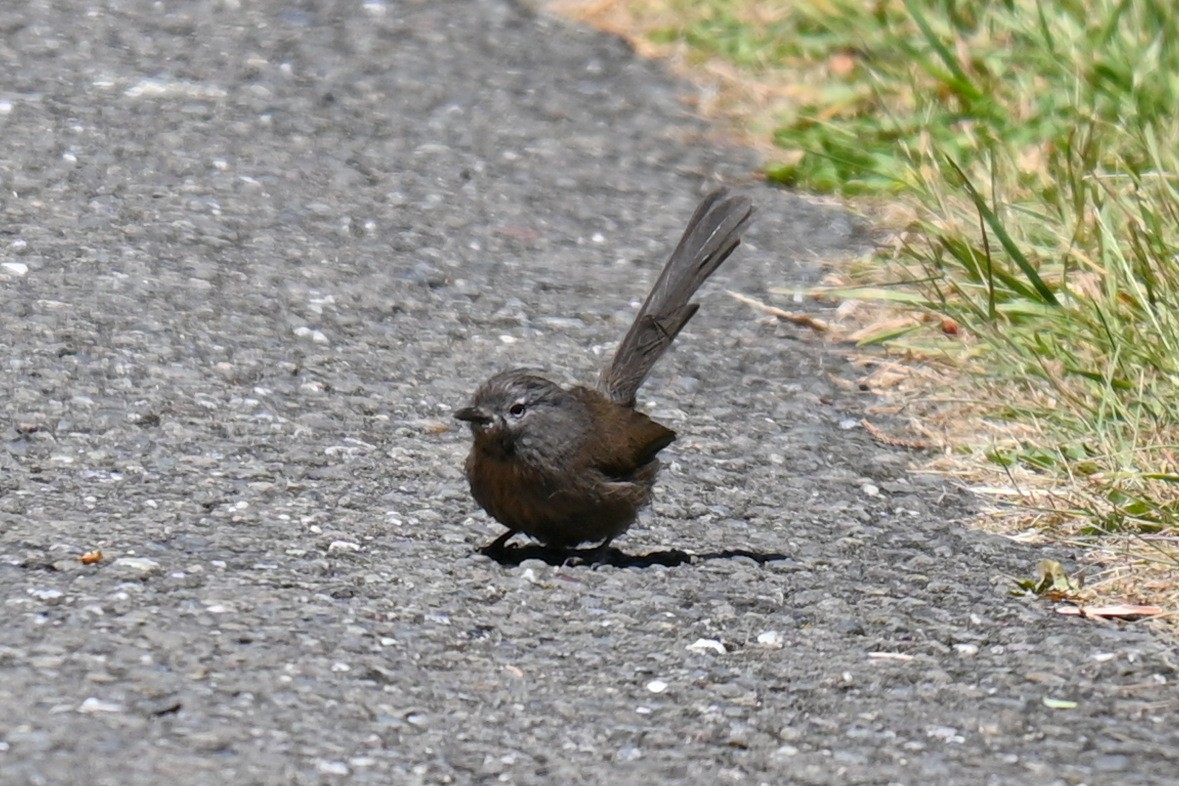 Wrentit - ML622468574