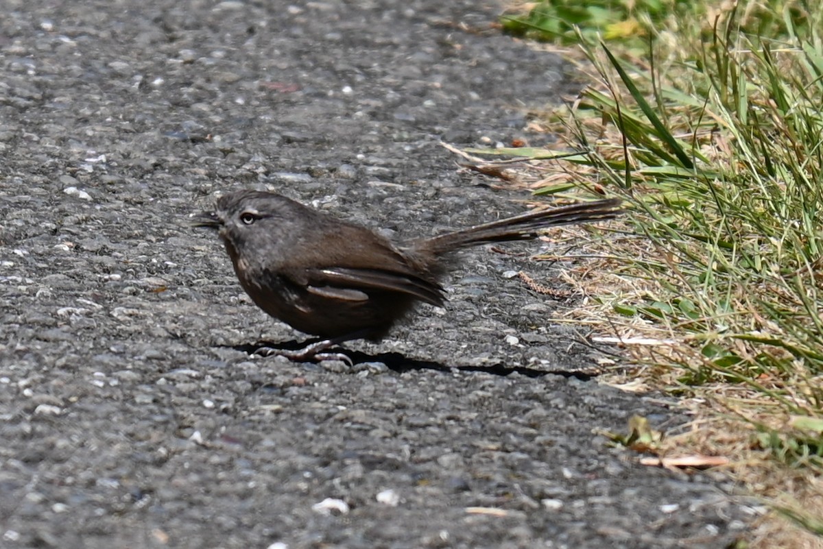 Wrentit - Ann Mackey