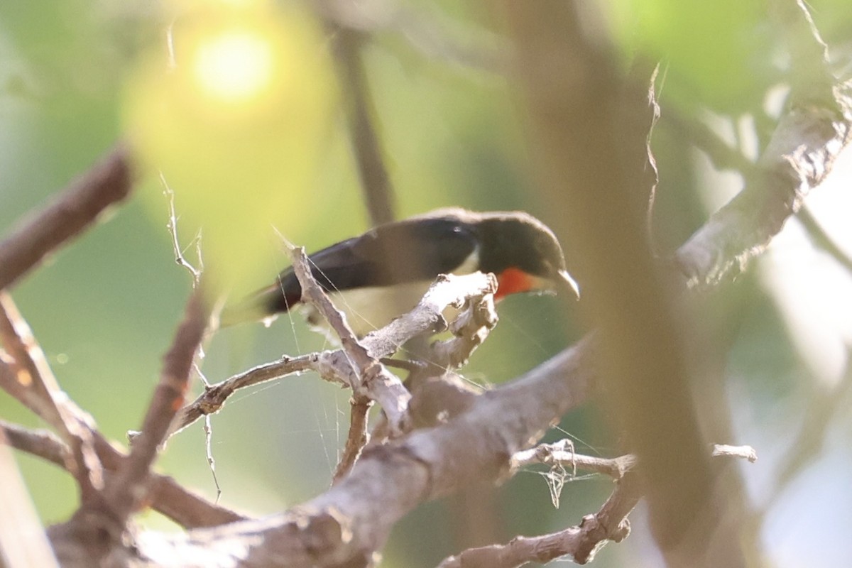 Red-chested Flowerpecker - ML622468615