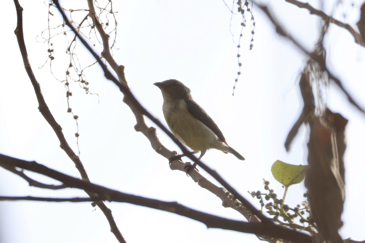 Red-chested Flowerpecker - ML622468616