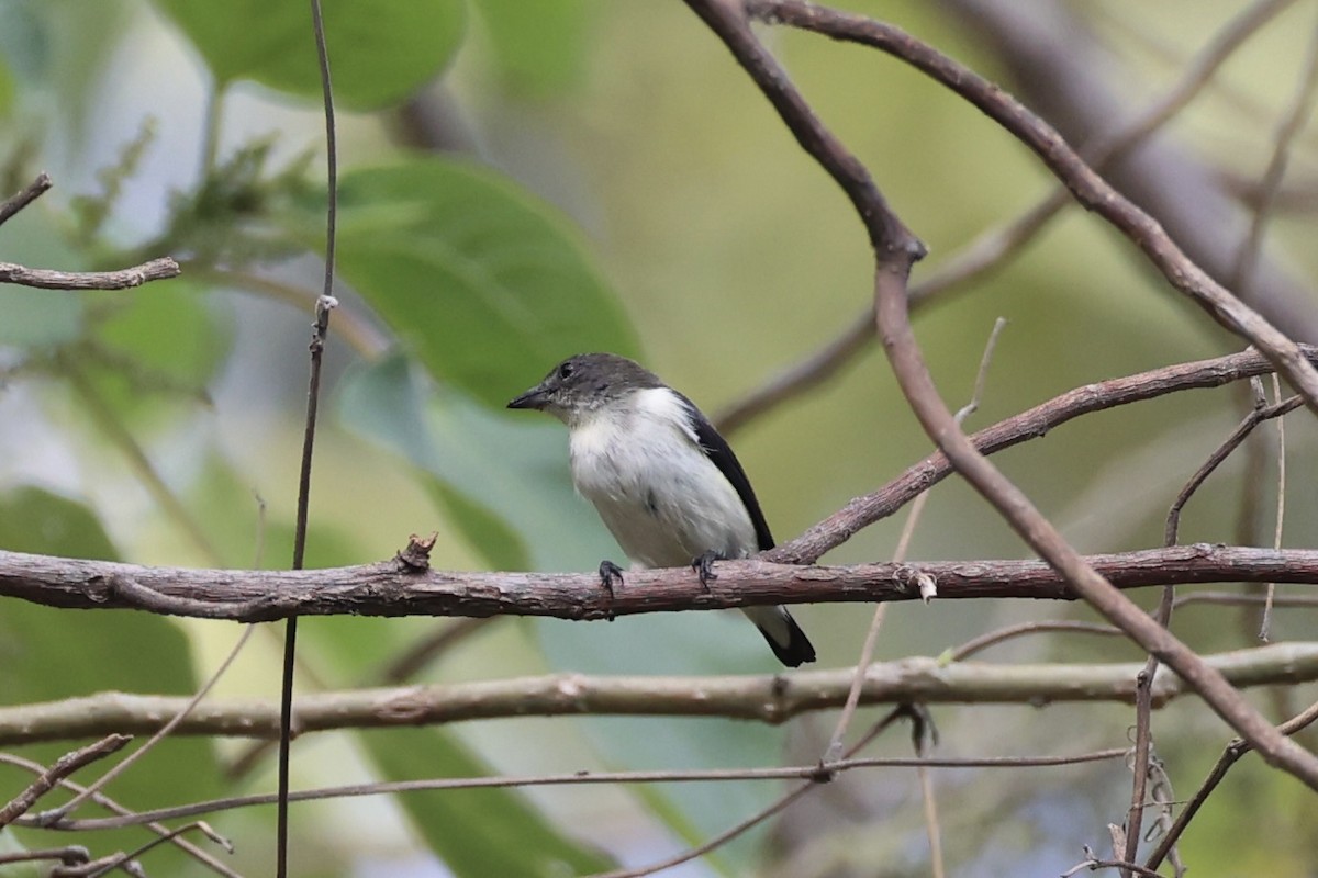 Red-chested Flowerpecker - ML622468617