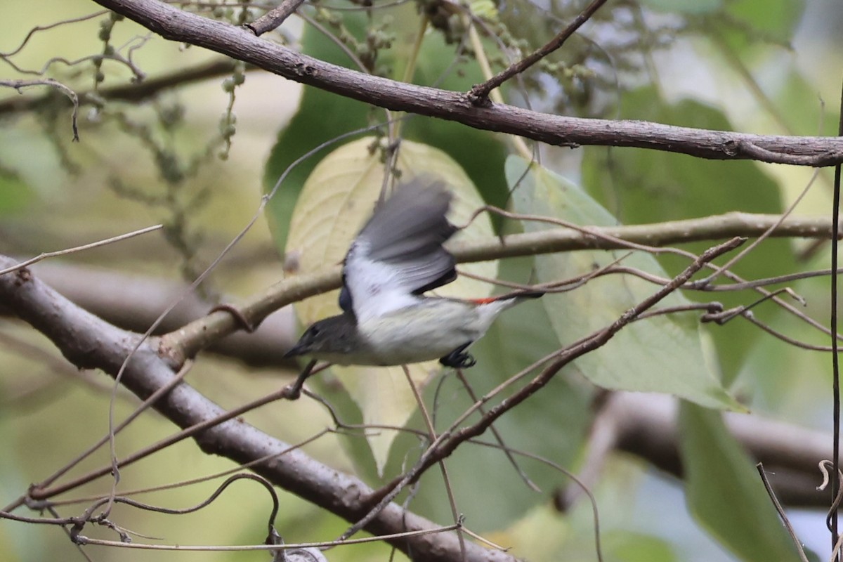 Red-chested Flowerpecker - ML622468618