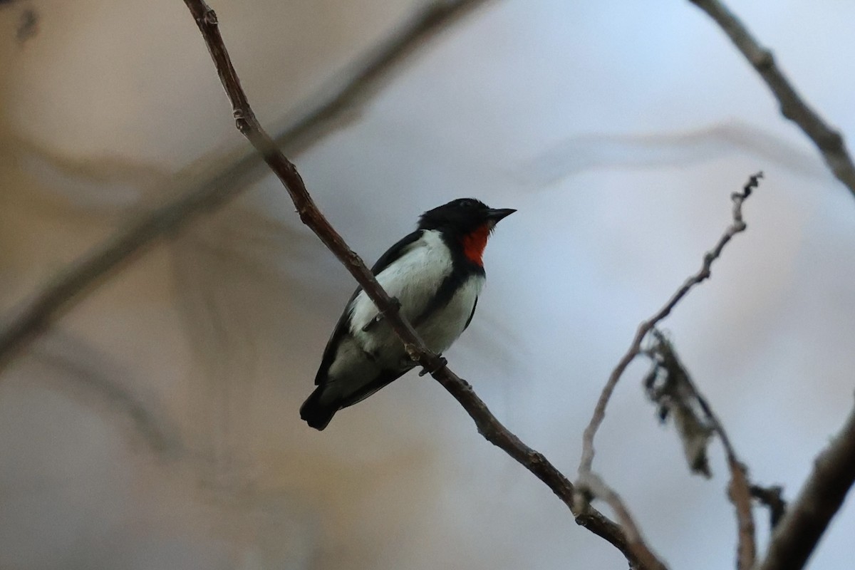 Red-chested Flowerpecker - ML622468671