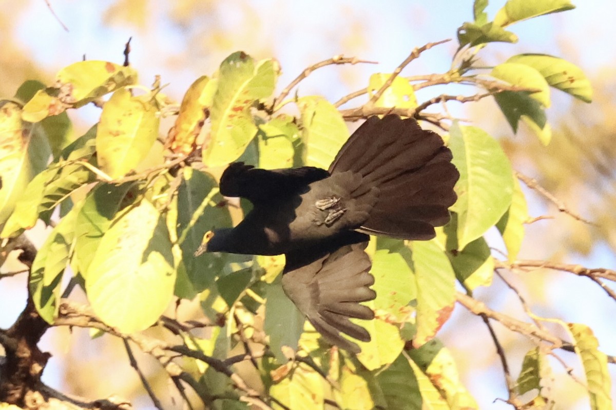 Slaty Cuckoo-Dove - ML622468692