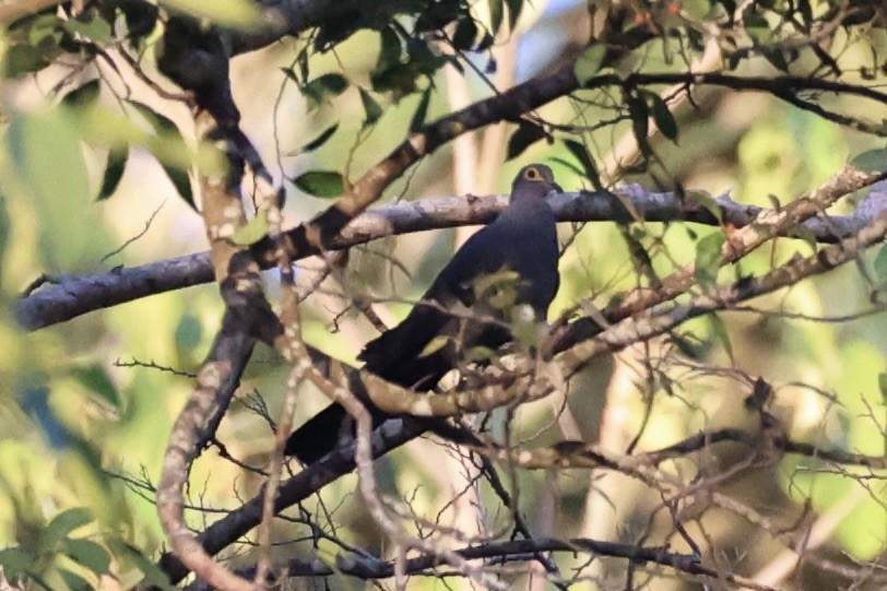 Slaty Cuckoo-Dove - ML622468694