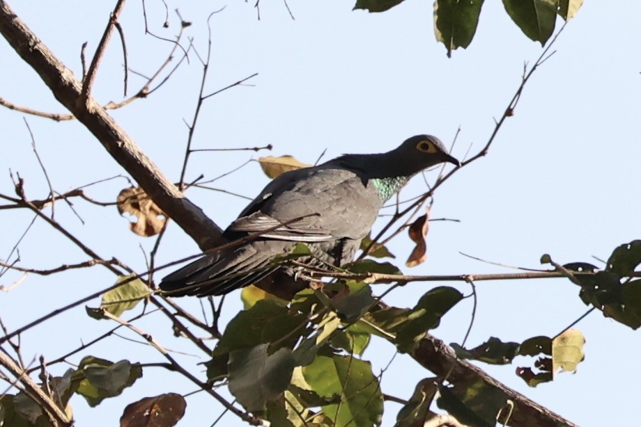 Slaty Cuckoo-Dove - ML622468695