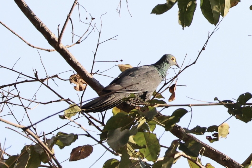 Slaty Cuckoo-Dove - ML622468696