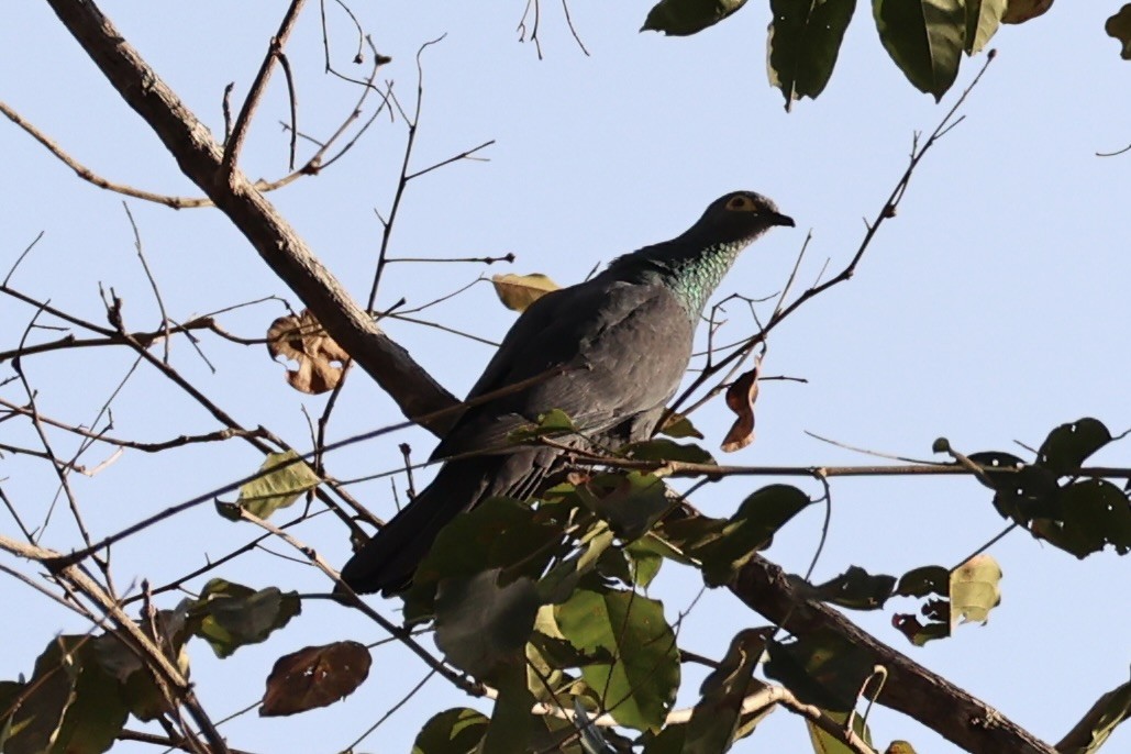 Slaty Cuckoo-Dove - ML622468697