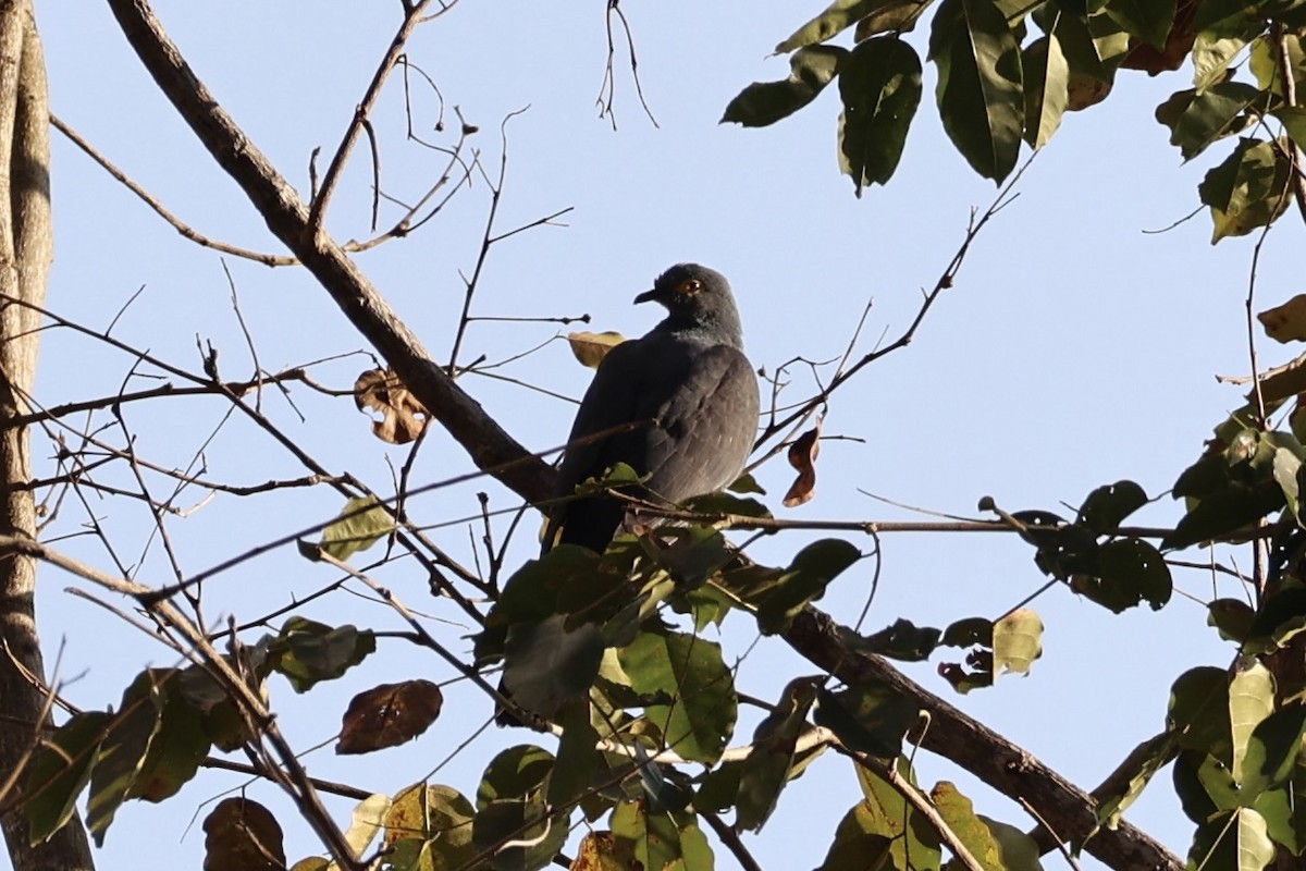 Slaty Cuckoo-Dove - ML622468700