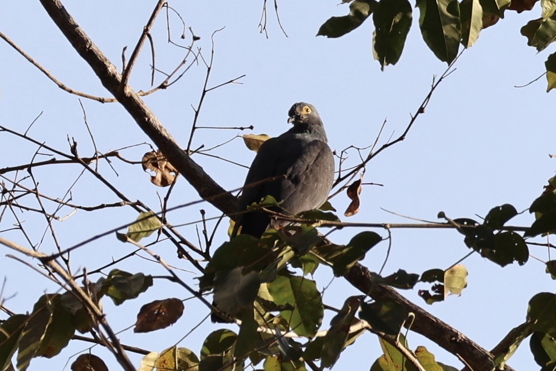 Slaty Cuckoo-Dove - ML622468701