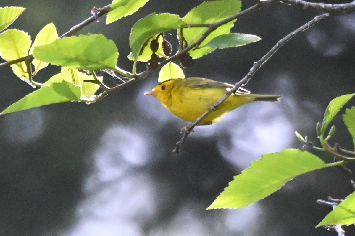 Wilson's Warbler - ML622468796