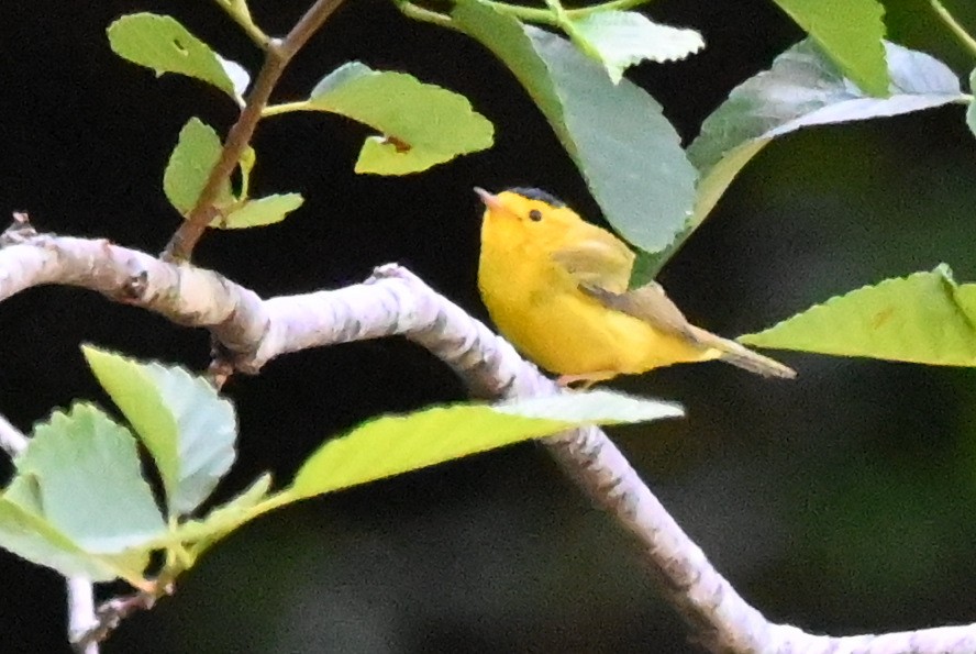 Wilson's Warbler - ML622468799