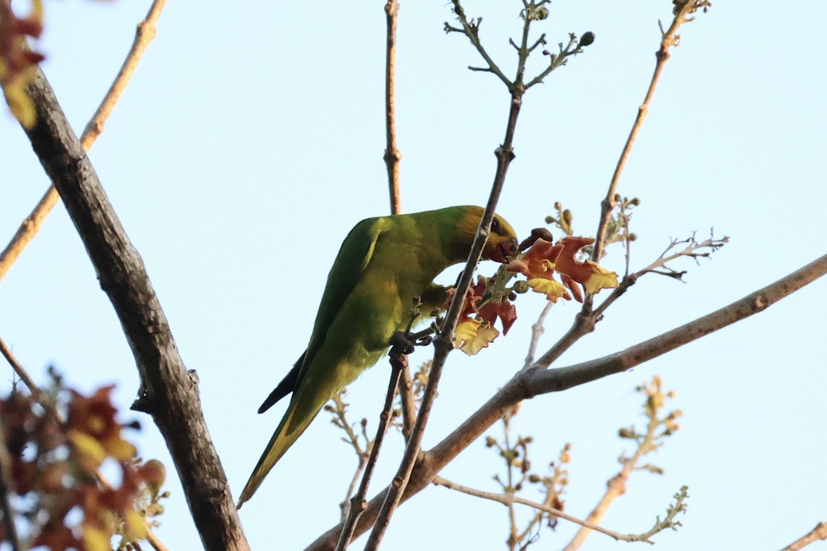 Olive-headed Lorikeet - ML622468853