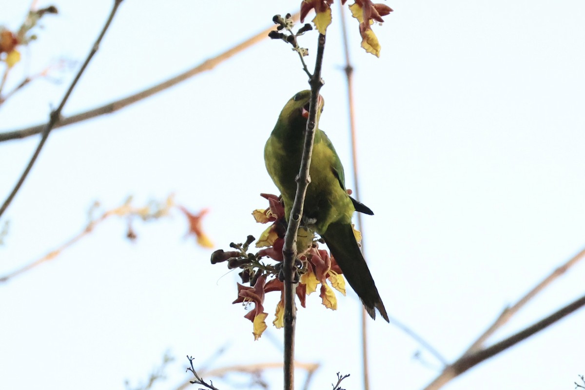 Olive-headed Lorikeet - ML622468854