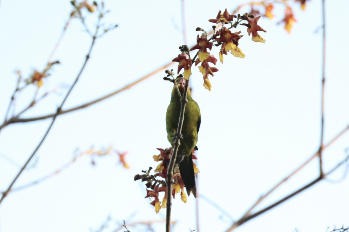 Olive-headed Lorikeet - ML622468855