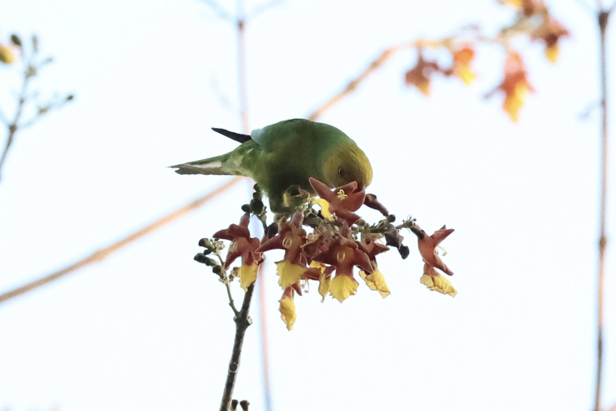 Olive-headed Lorikeet - ML622468856