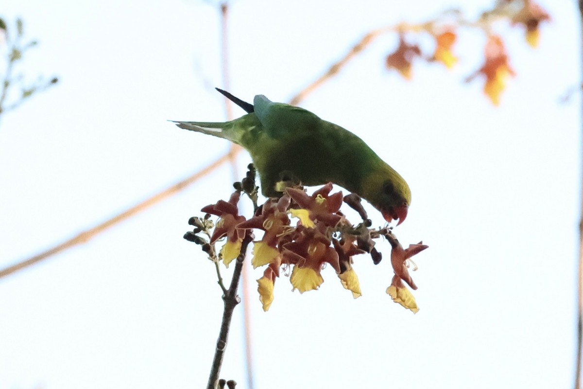 Olive-headed Lorikeet - ML622468857