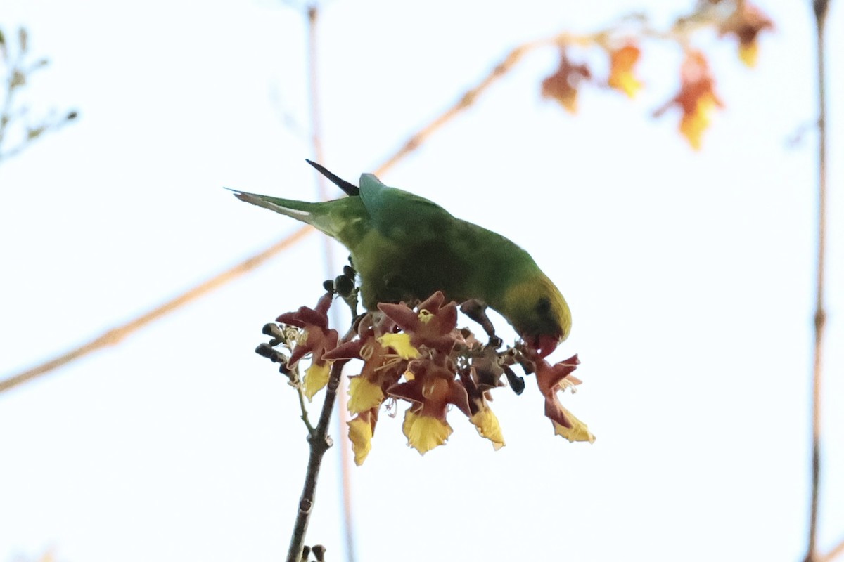 Olive-headed Lorikeet - ML622468858