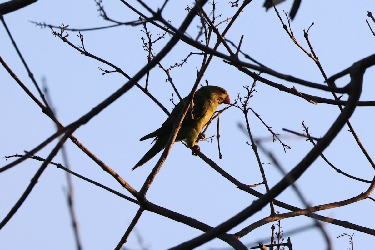 Olive-headed Lorikeet - ML622468859