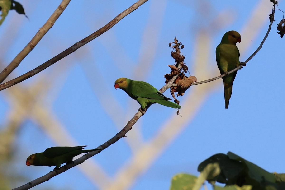 Olive-headed Lorikeet - ML622468860