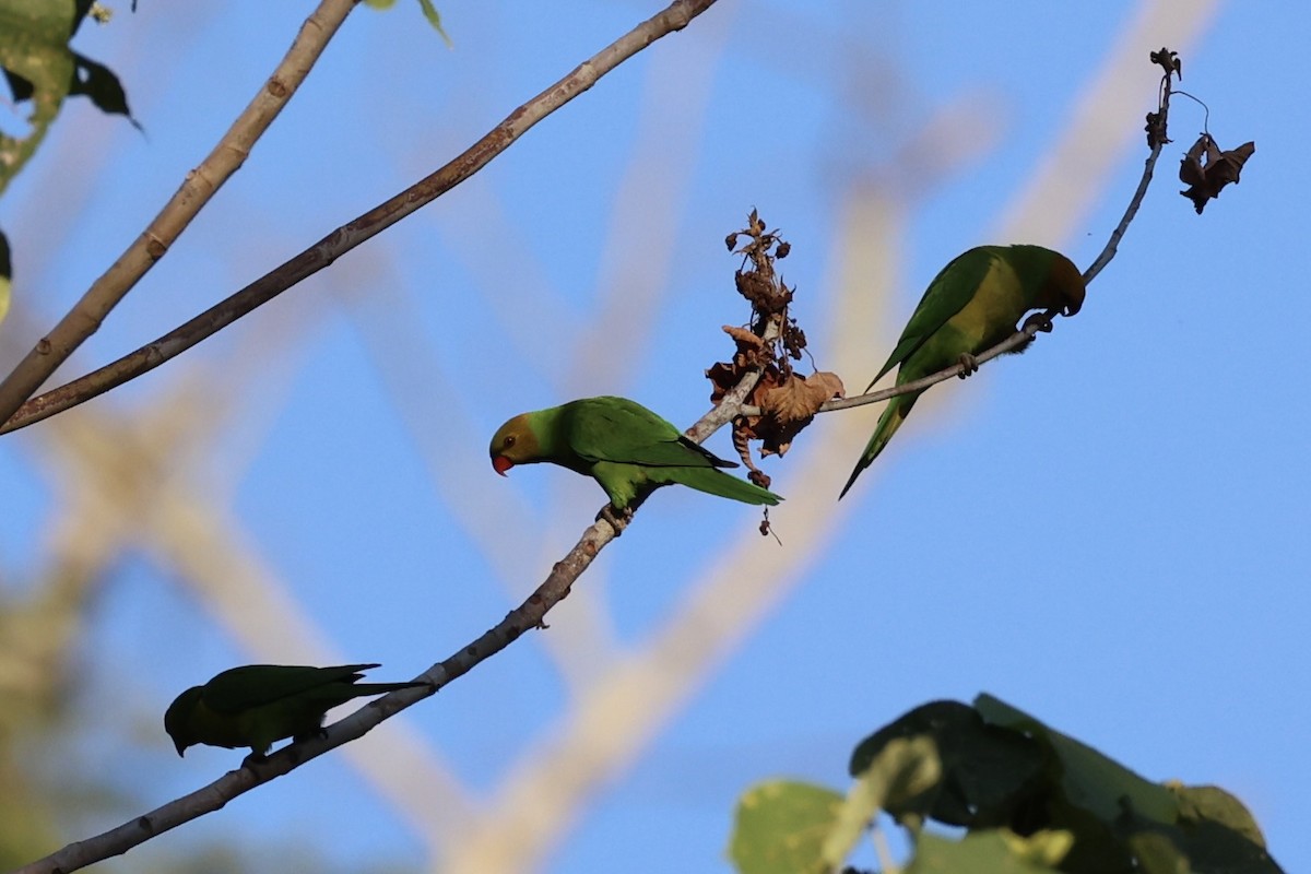 Olive-headed Lorikeet - ML622468861