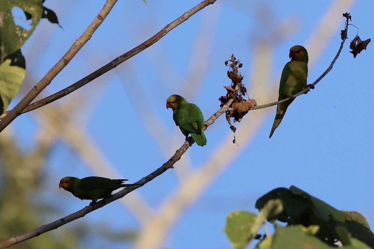 Olive-headed Lorikeet - ML622468862