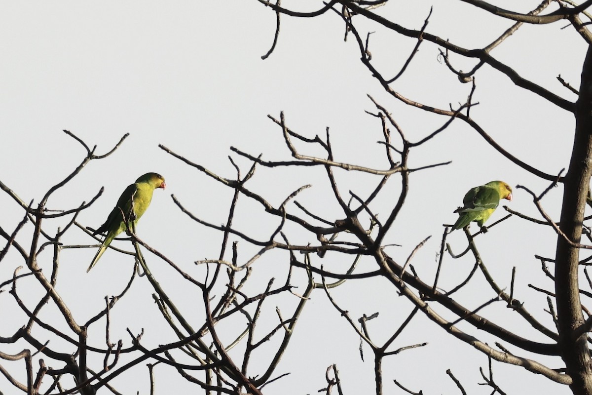 Olive-headed Lorikeet - ML622468863