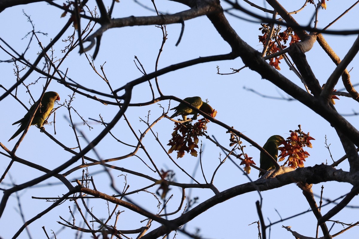 Olive-headed Lorikeet - ML622468864