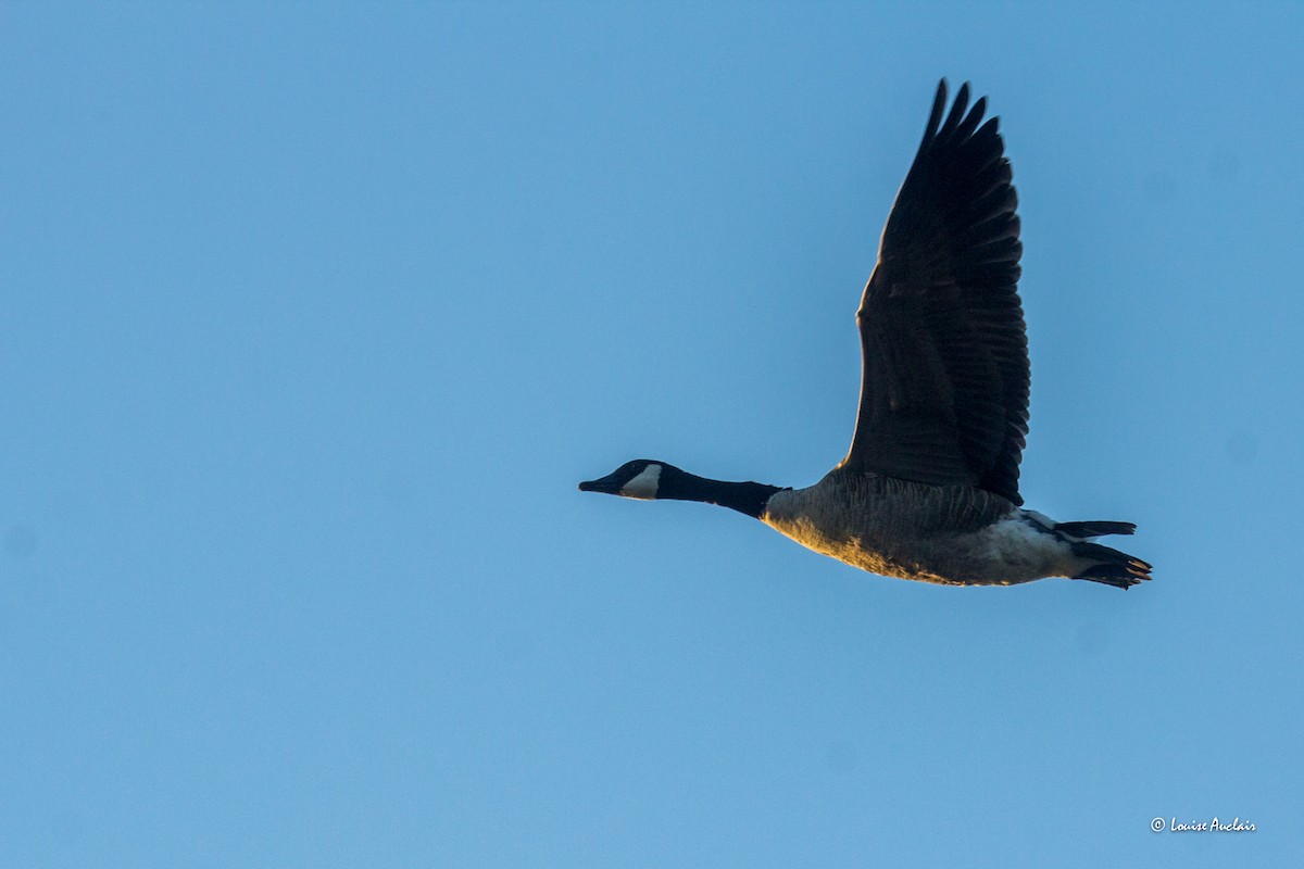 Canada Goose - ML622468908