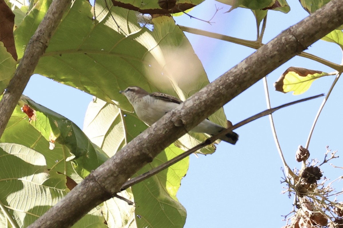 White-shouldered Triller - ML622468919