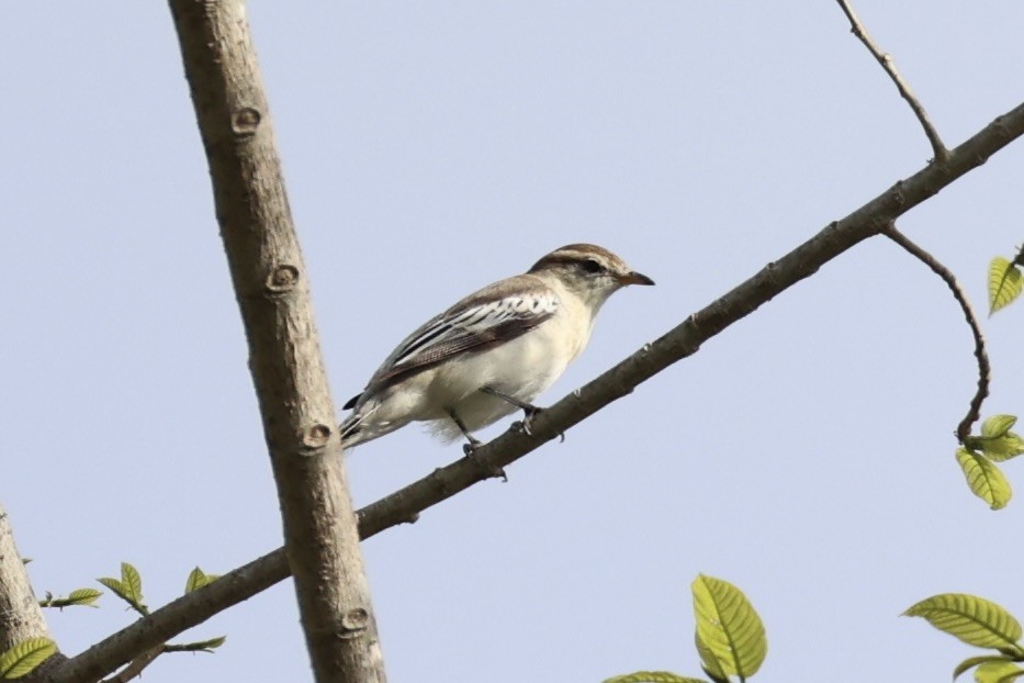 White-shouldered Triller - Andrew William