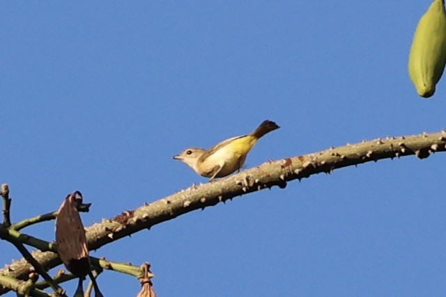 Fawn-breasted Whistler - ML622468927