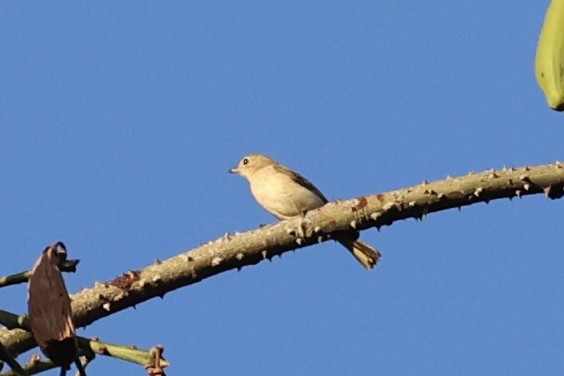 Fawn-breasted Whistler - ML622468928