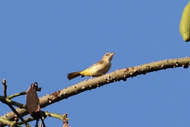 Fawn-breasted Whistler - ML622468929