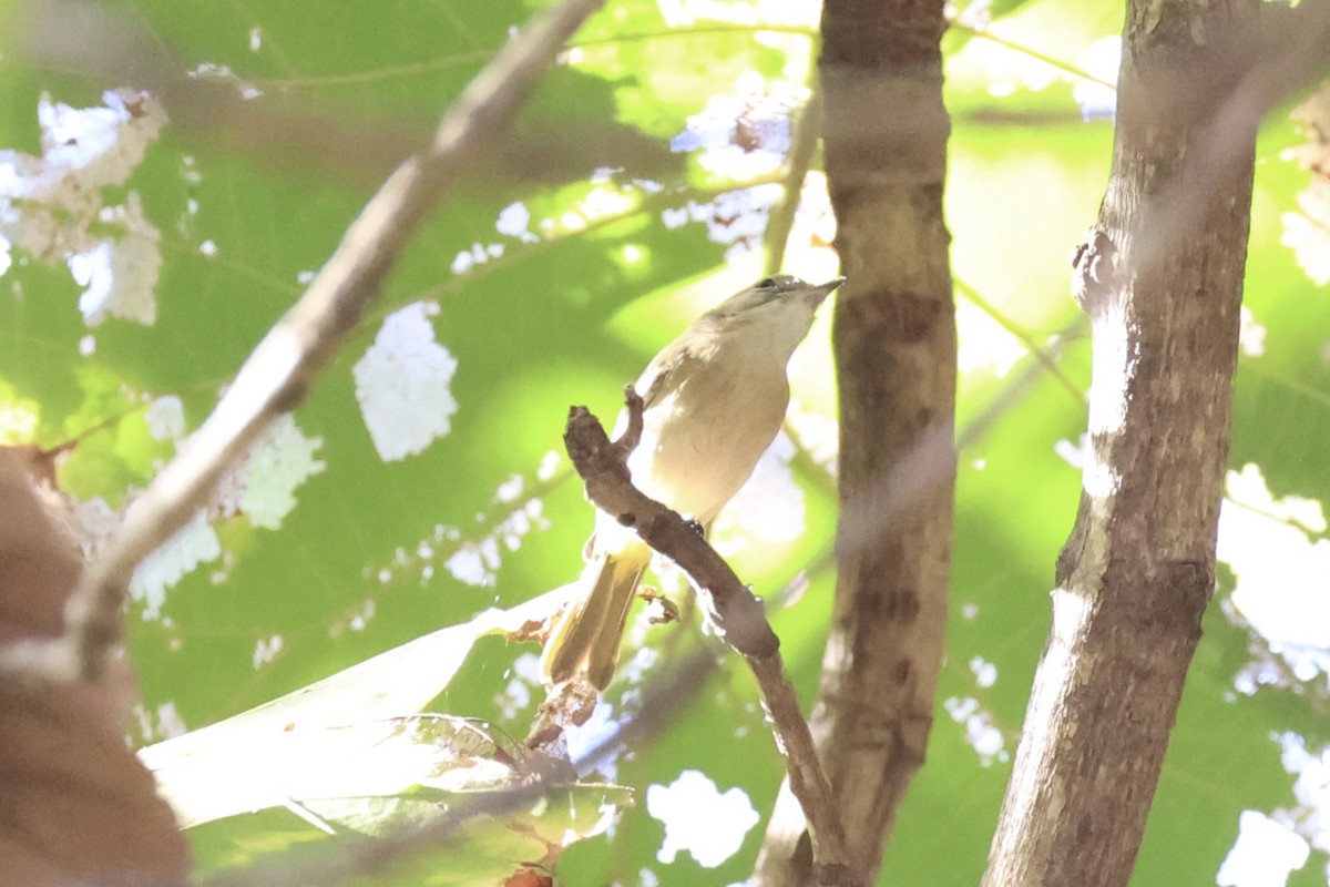 Fawn-breasted Whistler - ML622468930