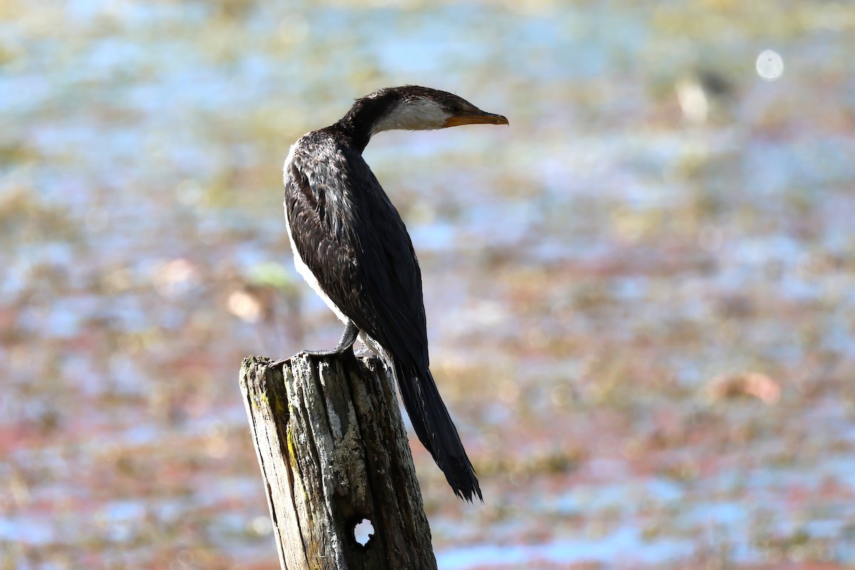 Cormoran pie - ML622468950
