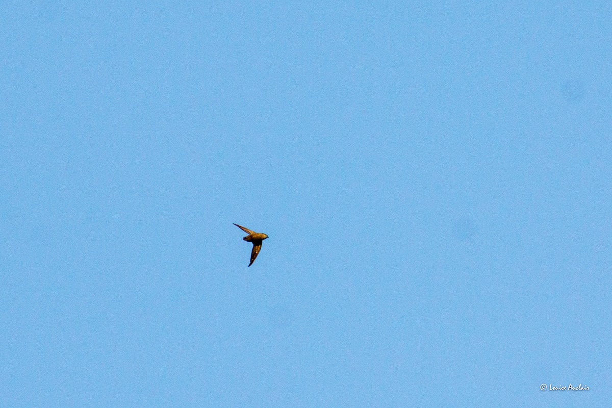 Chimney Swift - Louise Auclair