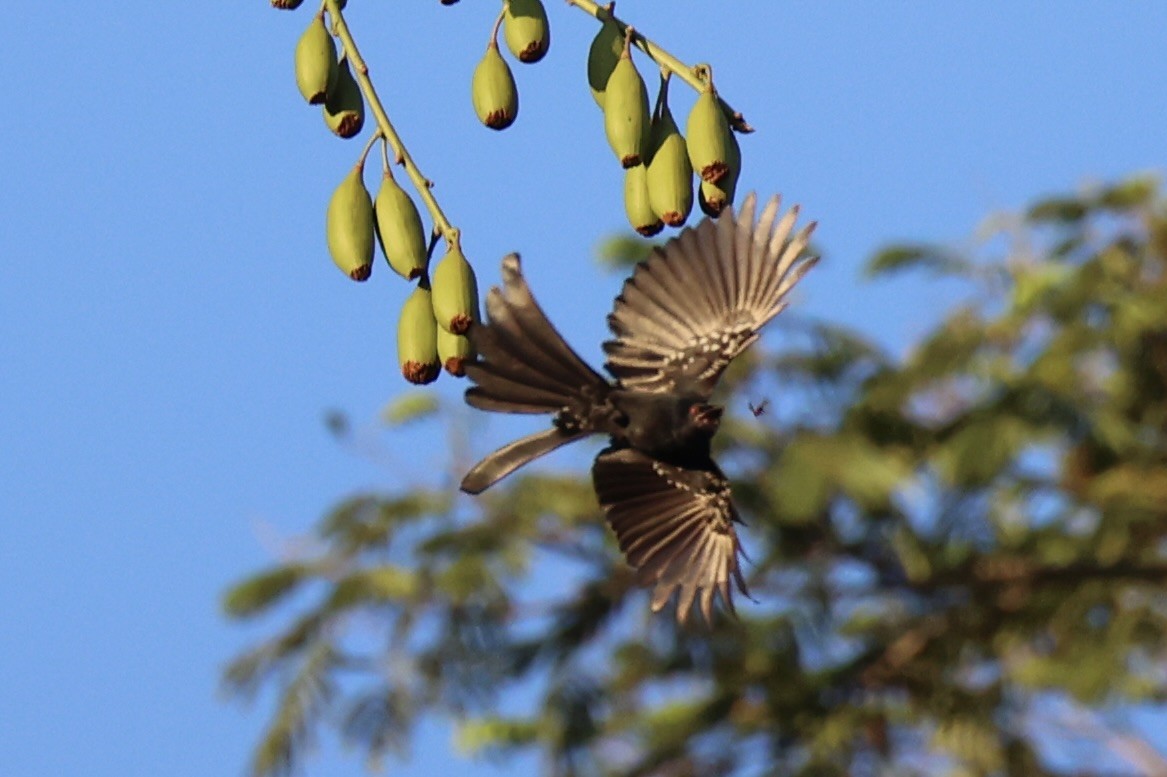 Wallacean Drongo - ML622468959