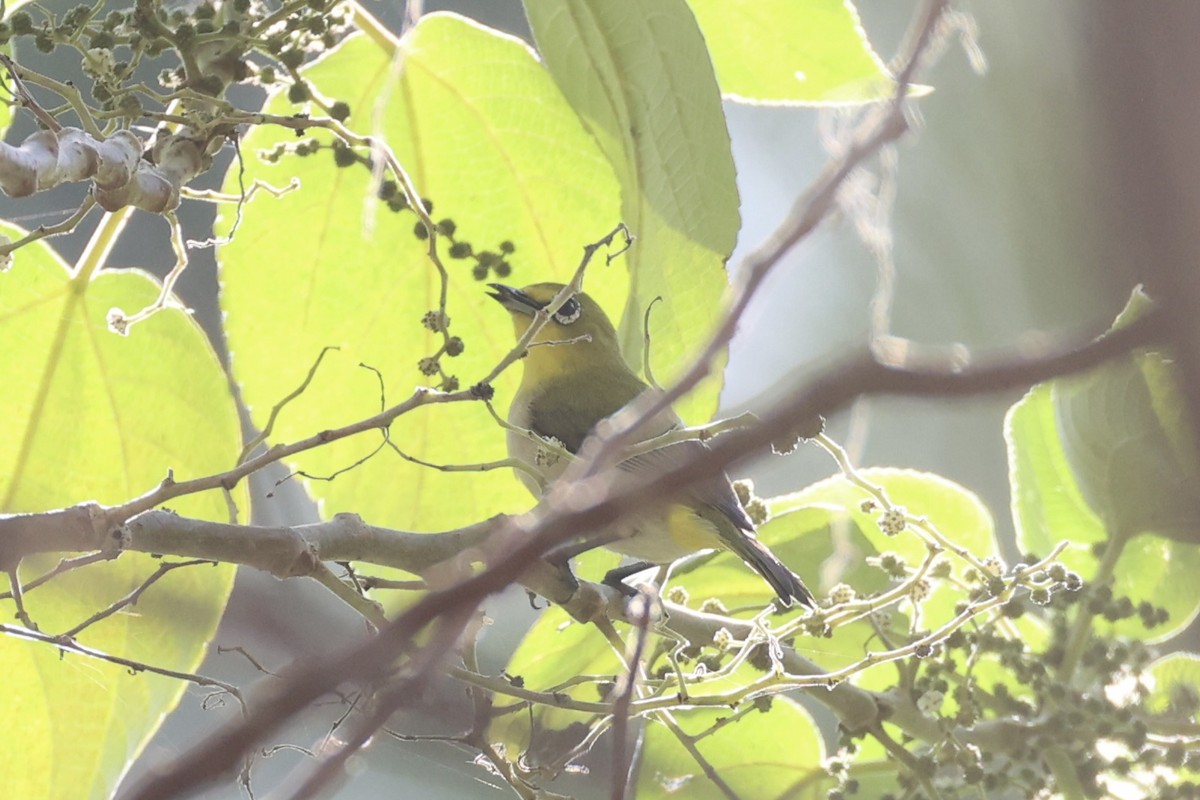 Ashy-bellied White-eye - Andrew William