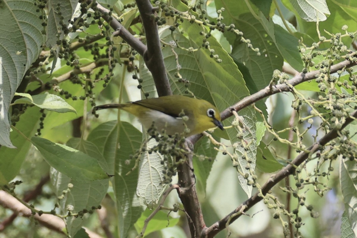 Ashy-bellied White-eye - ML622468983