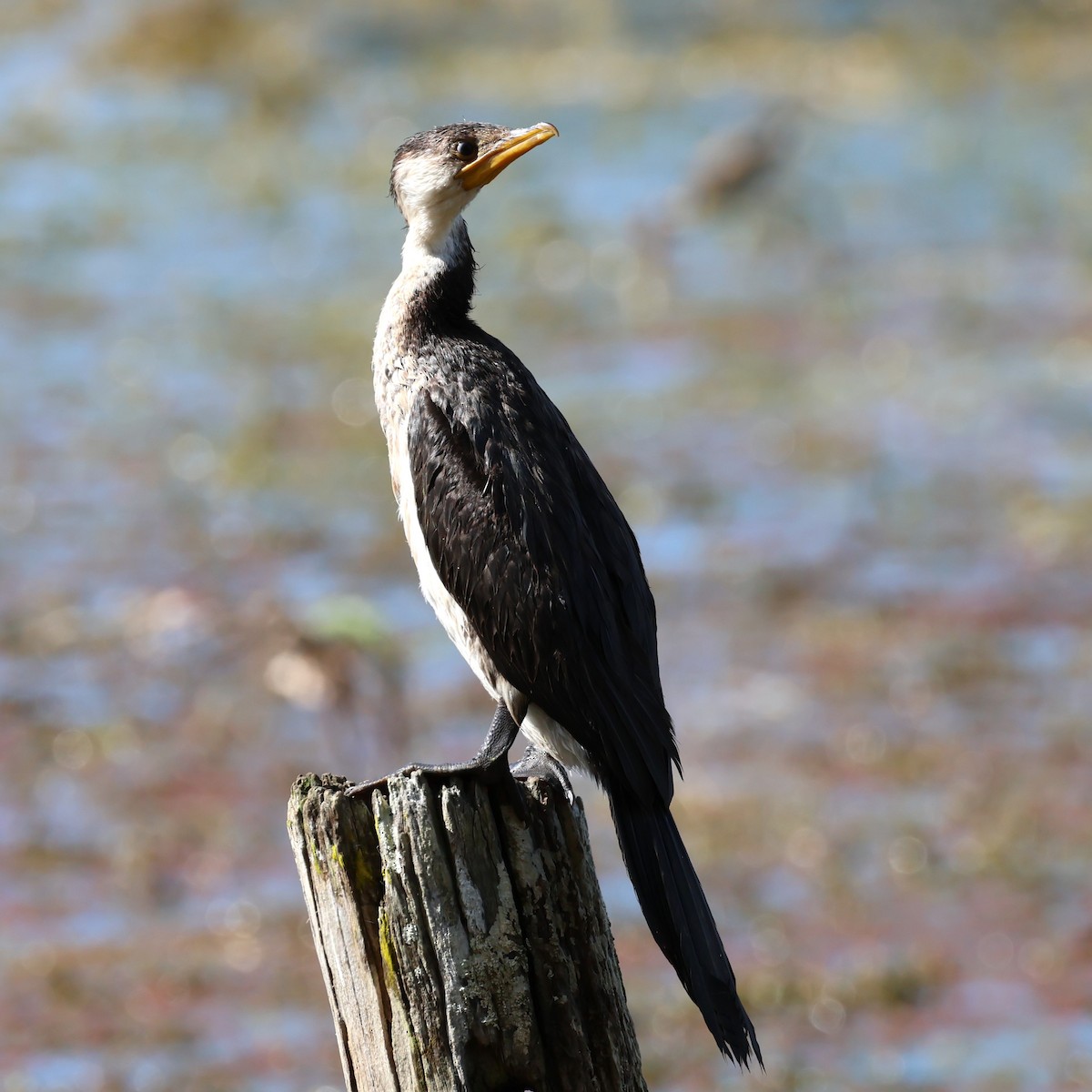 Cormoran pie - ML622468997