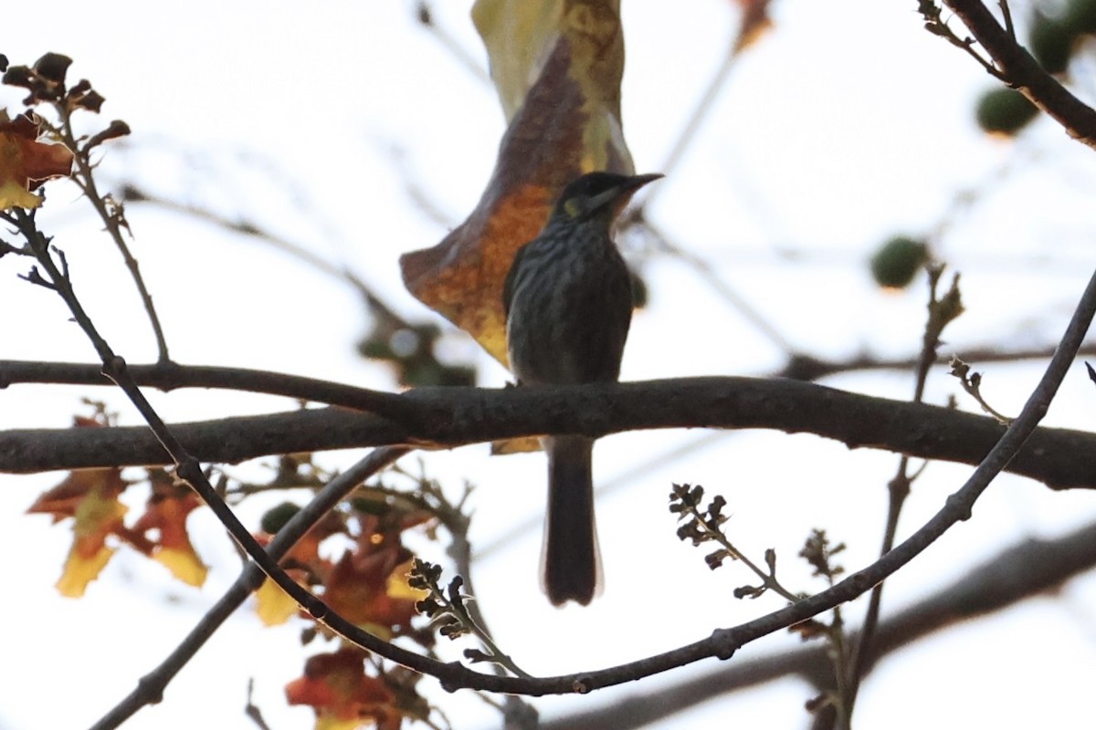 Streak-breasted Honeyeater - ML622469001