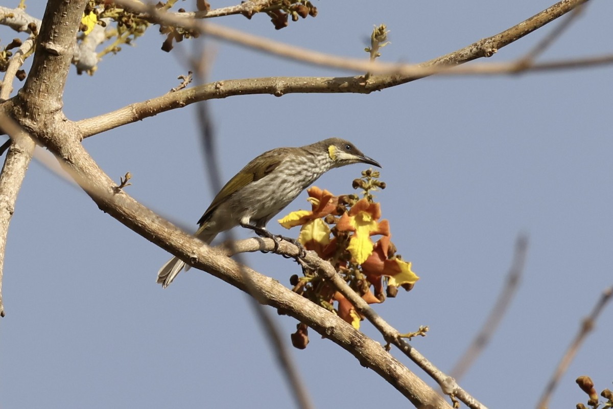 Streak-breasted Honeyeater - ML622469002